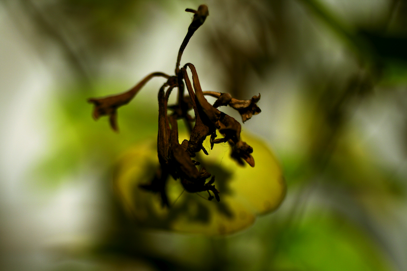 Illustration for article titled Shooting Challenge Freelensing Gallery 1